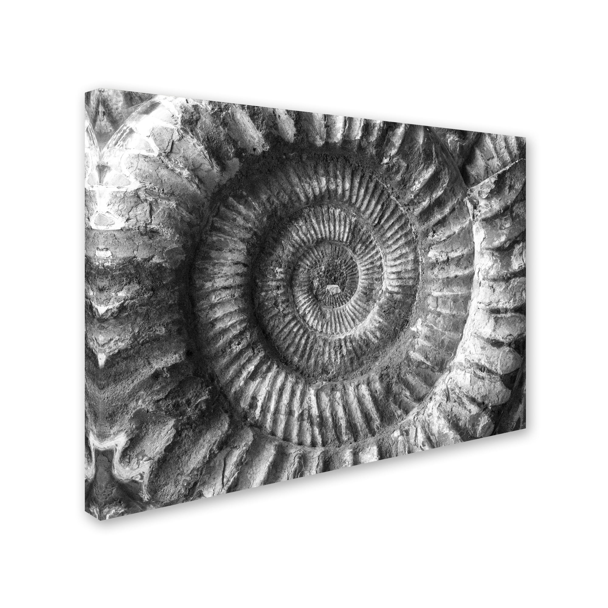 Trademark Fine Art "Amonita 2" Canvas Art by Moises Levy