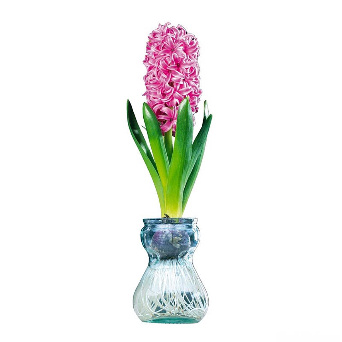 Clear Glass Hyacinth Vase + Pink Hyacinth Bulb
