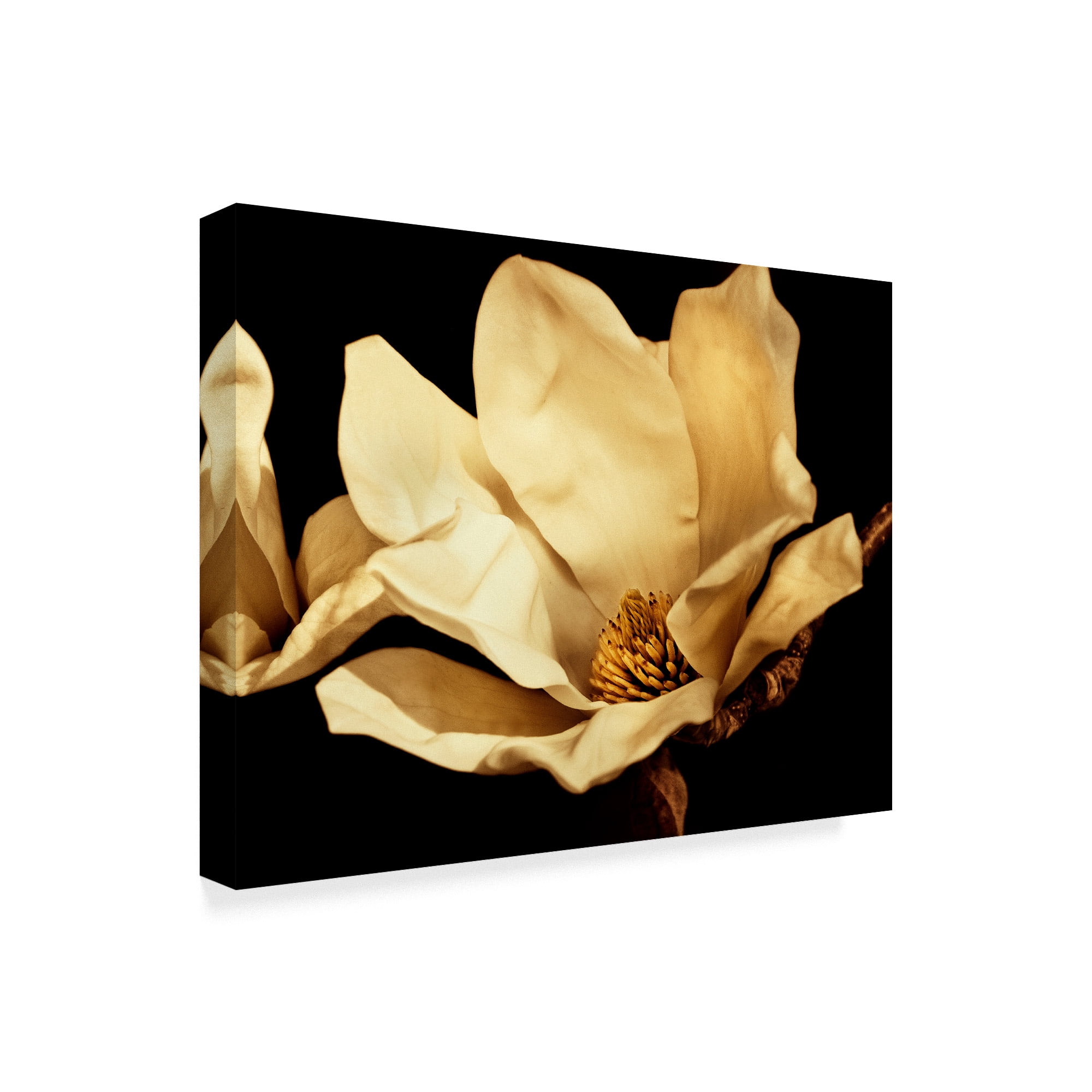 Trademark Fine Art 'Buttercream Magnolia I' Canvas Art by Rachel Perry
