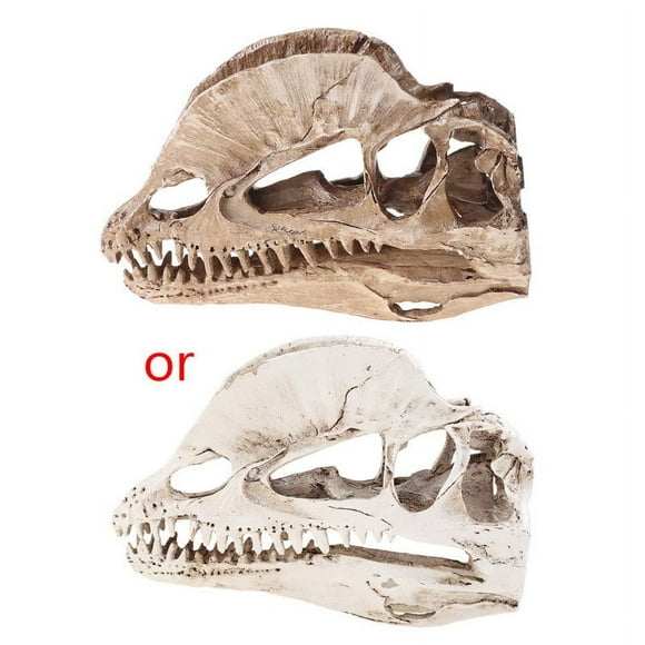 Dilophosaurus Dinosaur Skull Resin Crafts Fossil Skeleton Teaching Model Halloween Home Office Decoration