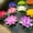 Purple/Pink/White/Orange/Blue/Yellow, variant on 9 Pcs Floating Artificial Lotus Realistic Lily Pads Foam Lotus False Petals Lotus Simulation for Plant Patio Koi Pond Pool Aquarium Home Garden Party Holiday Special Event Decorations, 7 Inch