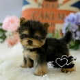 thumbnail image 4 of Realistic Yorkie Dog Simulation Toy Dog Puppy Lifelike Stuffed Companion Toy Pet Dog Handcrafted New, 4 of 5