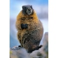 thumbnail image 3 of Fitzharris, Tim 13x18 Black Modern Framed Museum Art Print Titled - Yellow-bellied marmot, 3 of 5