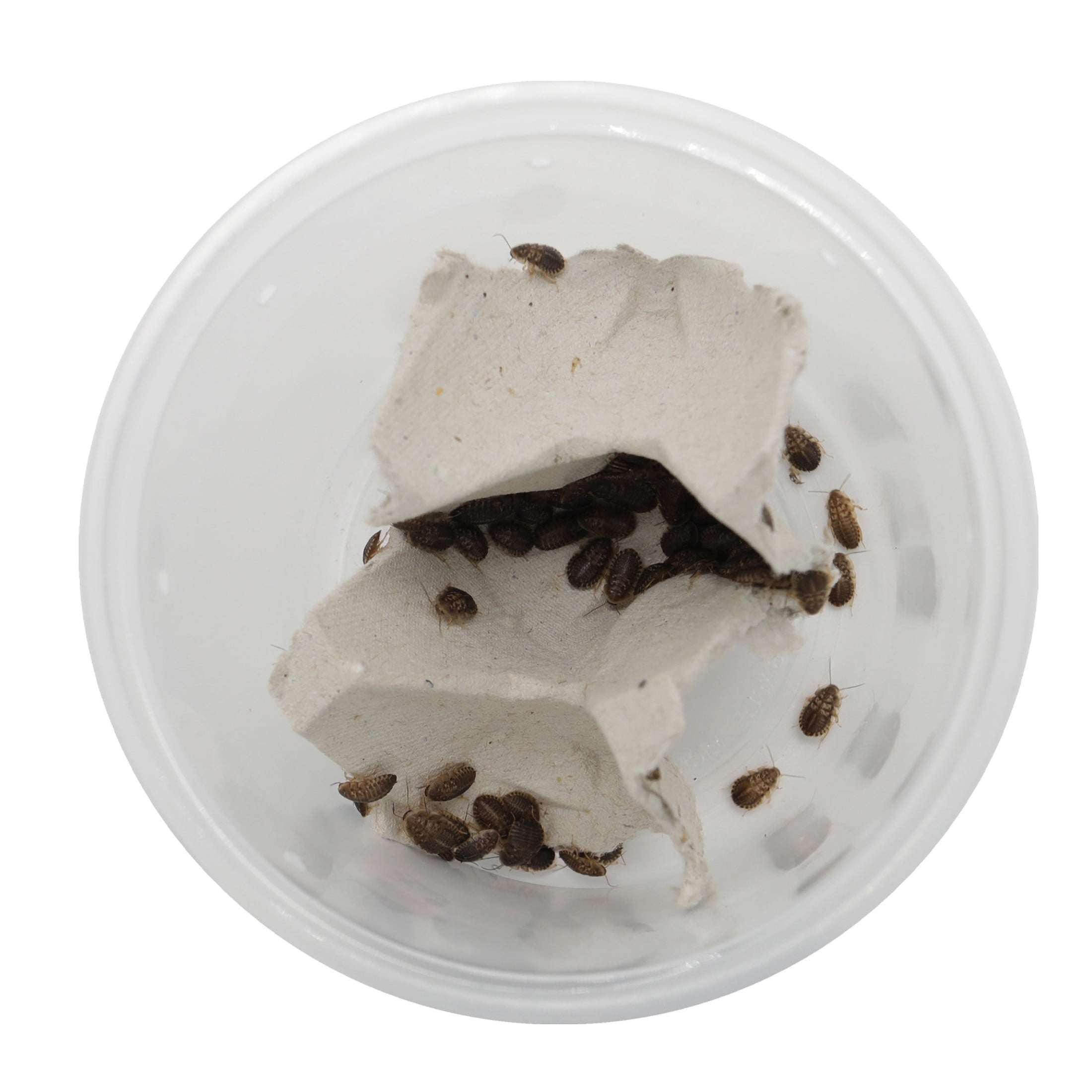 ReptiCulture Small Dubia 100 ct