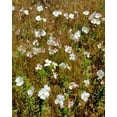 thumbnail image 2 of Terrill, Steve 15x18 Black Ornate Wood Framed with Double Matting Museum Art Print Titled - WA, Klickitat Co, Wild primrose in field, 2 of 4