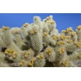 thumbnail image 2 of Paulson, Don 32x23 Gold Ornate Wood Framed with Double Matting Museum Art Print Titled - California, Joshua Tree NP Cholla cactus, 2 of 4
