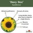 thumbnail image 5 of Burpee Busy Bee Sunflower Flower Seed, 1-Pack, 5 of 6