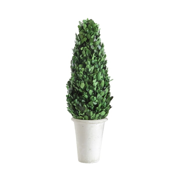Creative Co-Op 17" Preserved Boxwood Cone Topiary in Clay Pot