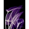 thumbnail image 2 of Koetsier, Albert 25x32 Gold Ornate Wood Framed with Double Matting Museum Art Print Titled - Purple Calla, 2 of 4