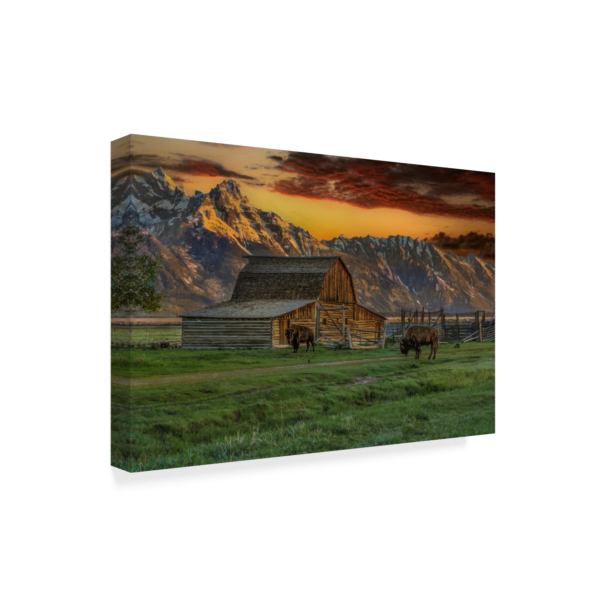 Trademark Fine Art 'Moulton Barn At Sunrise With Bison' Canvas Art by Galloimages Online