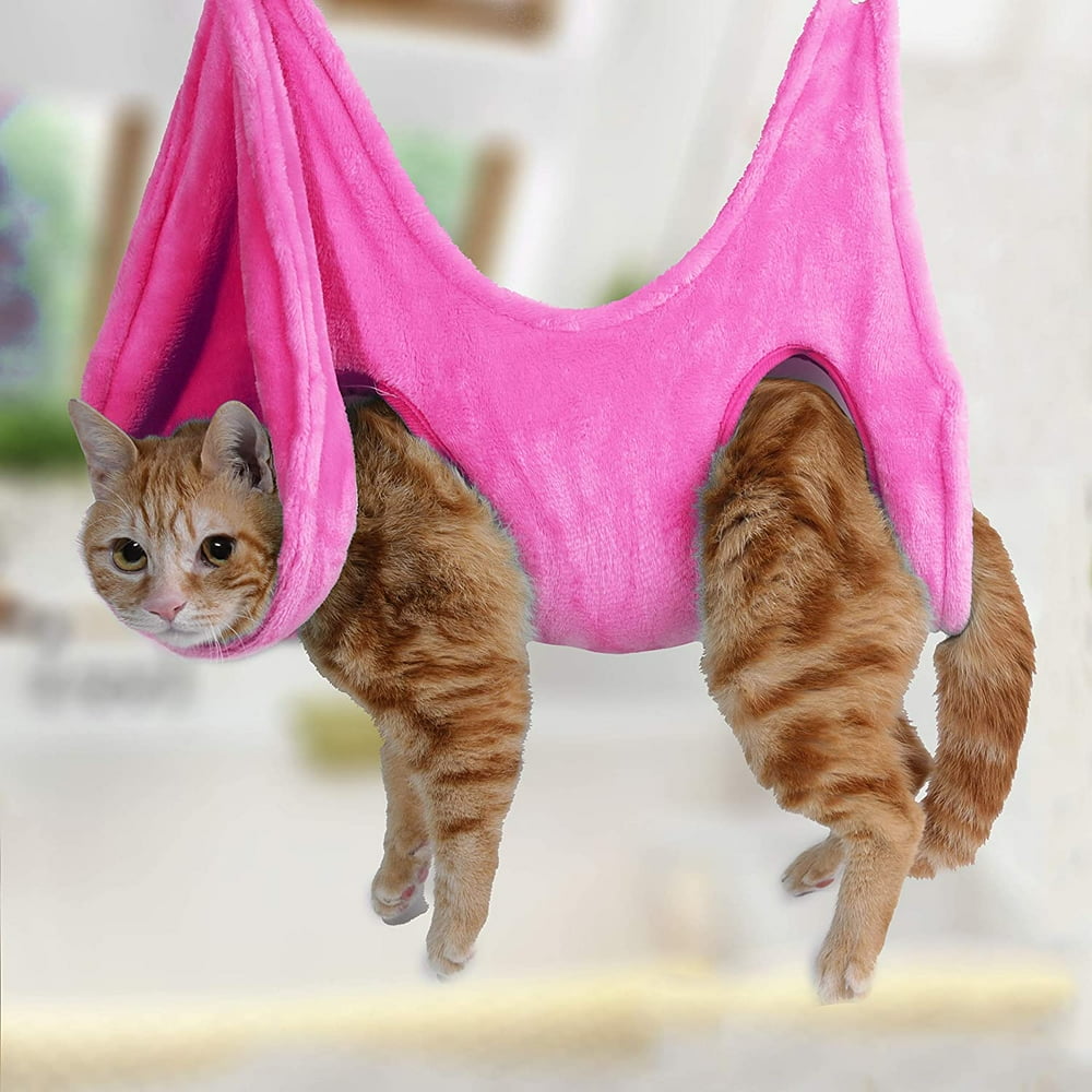 Advice needed for unhelpful kitty care r/CalicoKittys