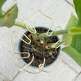 thumbnail image 5 of Reduced,BILIKEYU Monstera Plant Support Clips,Turtle Shell Bamboo Clamps for Climbing Plants, Indoor Outdoor Stem Stabilizer, 5 of 6