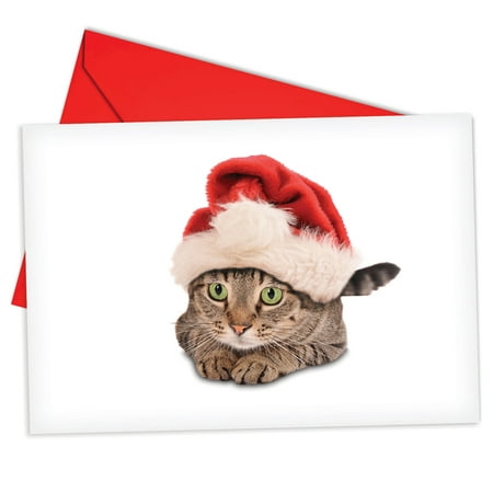'B6687AXSG Santa Cats Christmas Cards' Box Set of 12 Humor Merry Christmas Cards with Envelopes by (Revolution For Cats 12 Pack Best Price)