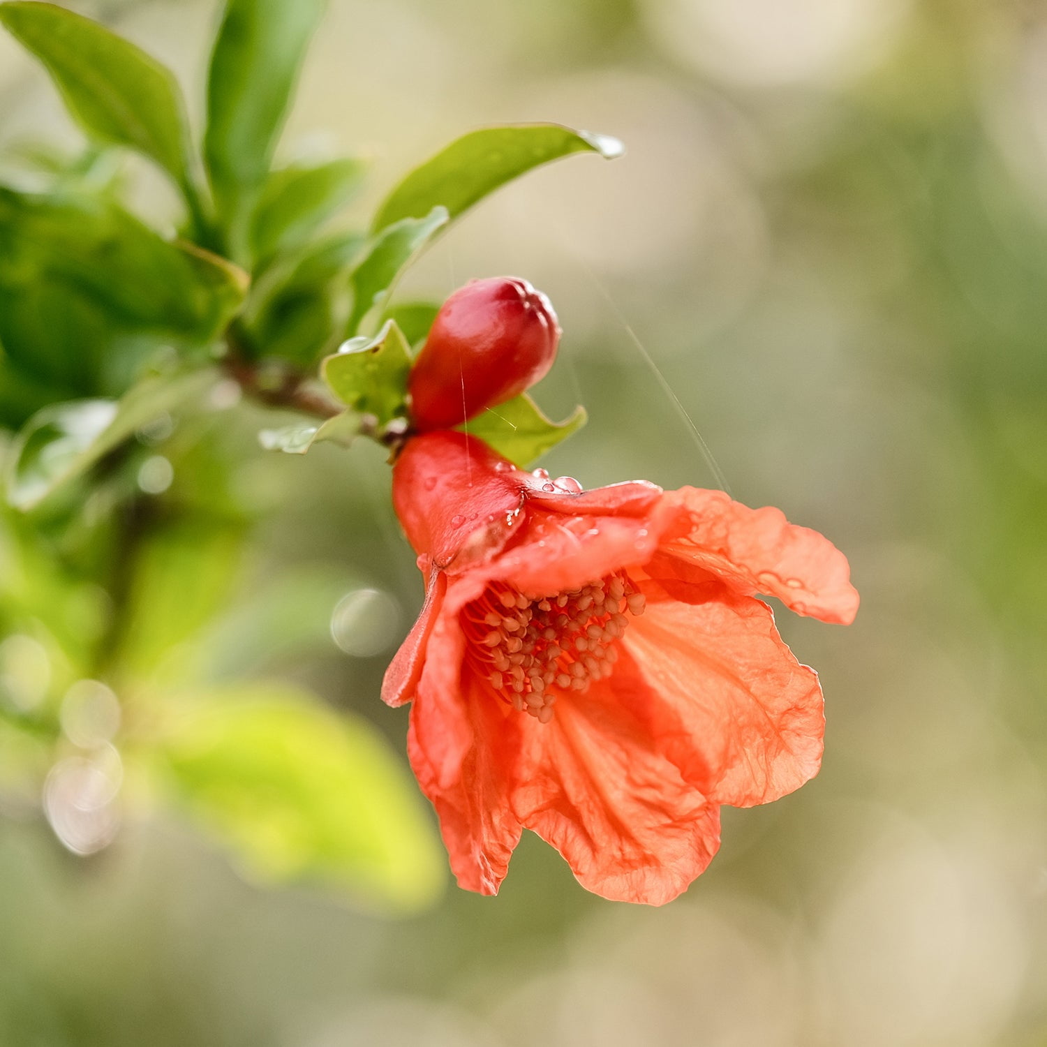 Expert Gardener 3-4 ft tall Wonderful Pomegranate Live Tree in 7-Gallon Grower Pot