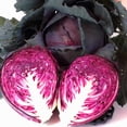 thumbnail image 1 of Red Acre Cabbage Seeds - 5 LB Bulk ~520,000 Seeds - Heirloom, Open Pollinated, Non-GMO, Farm & Vegetable Gardening & Micro Greens Seeds, 1 of 2
