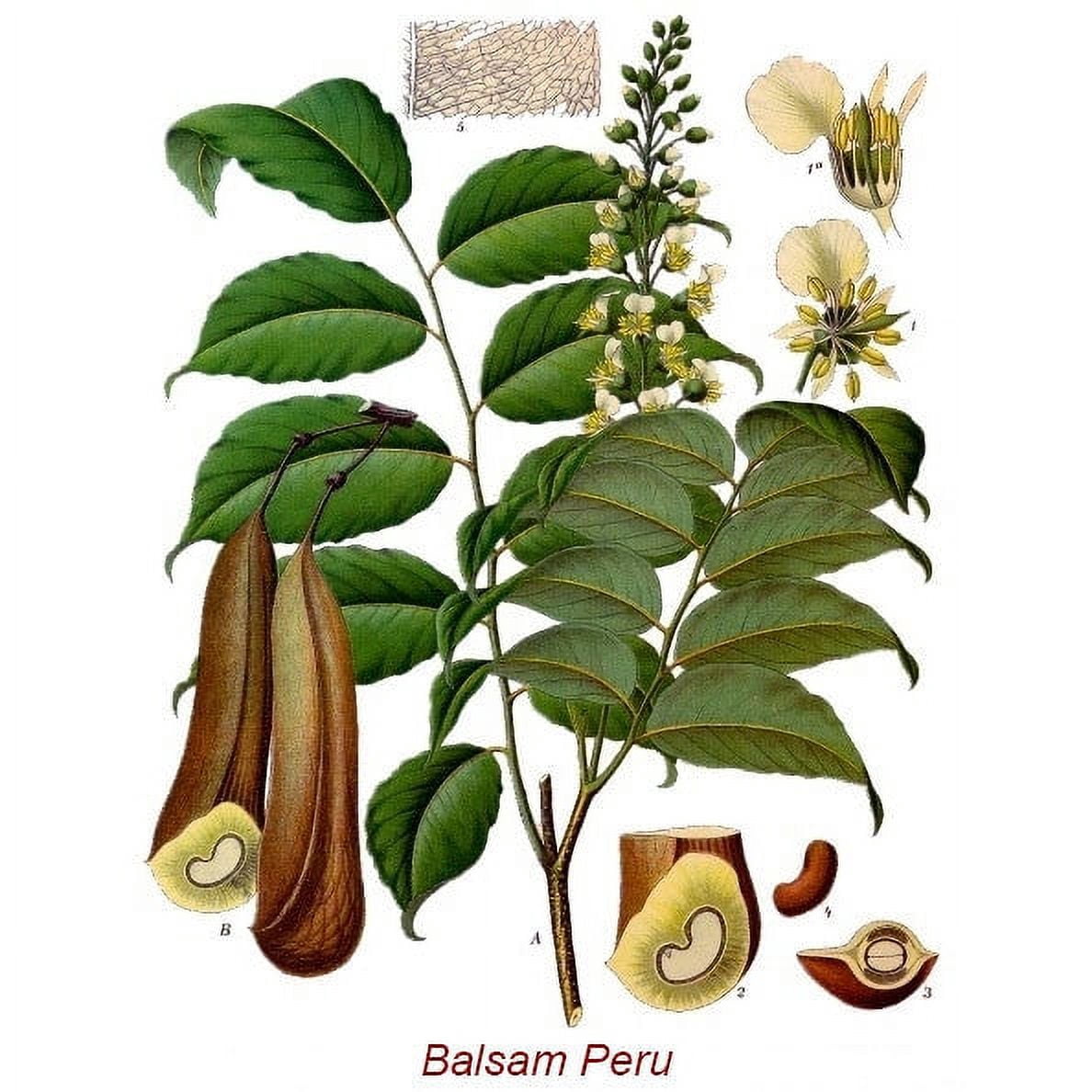 Balsam Peru France Wild Crafted Essential Oil 1 fl oz (30 ml) - 100% Pure and Natural by Silky Scents
