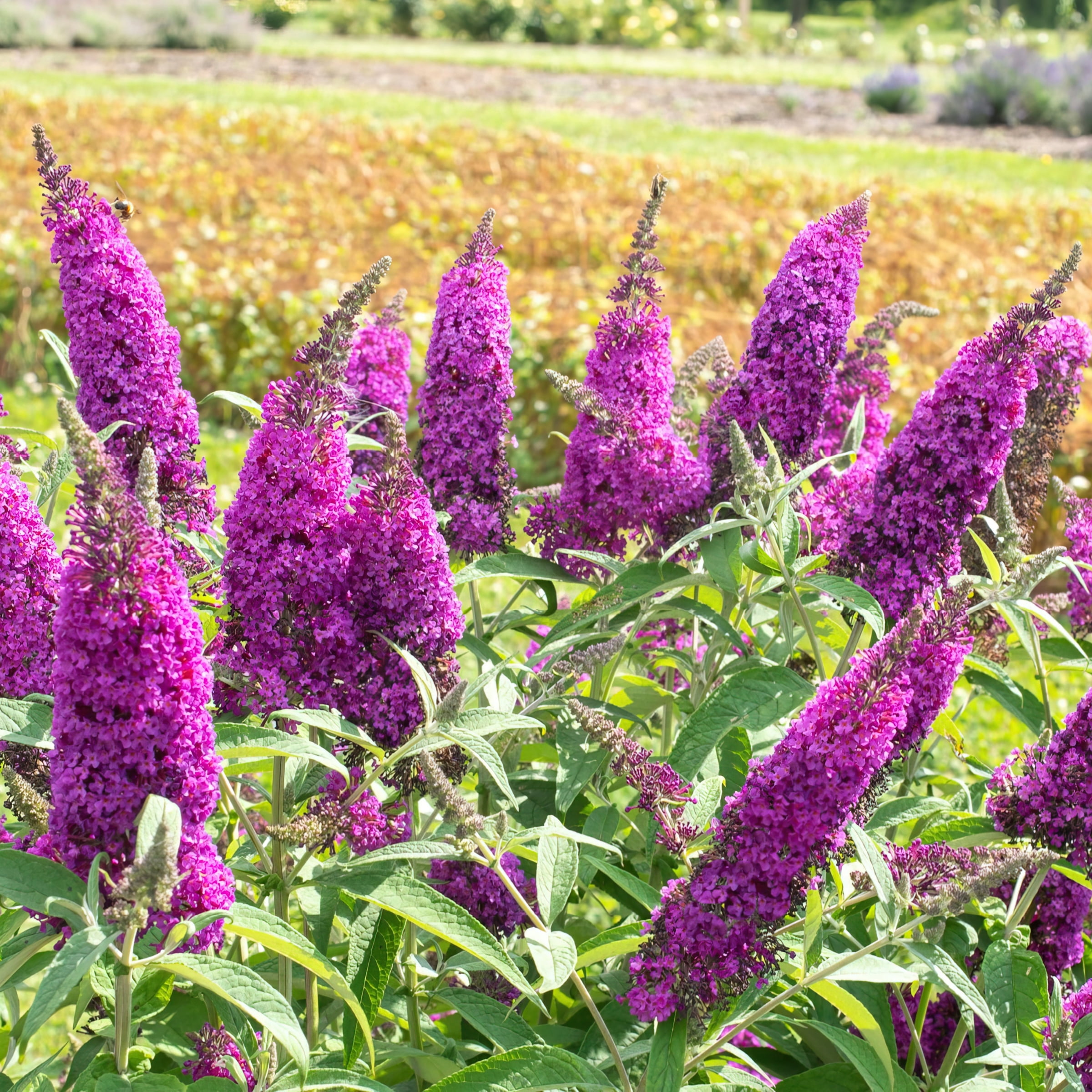 National Plant Network 3.25 in. Live Shrub Buddleia Butterfly Bush Royal Razz with Full Sunlight (3-Pack)