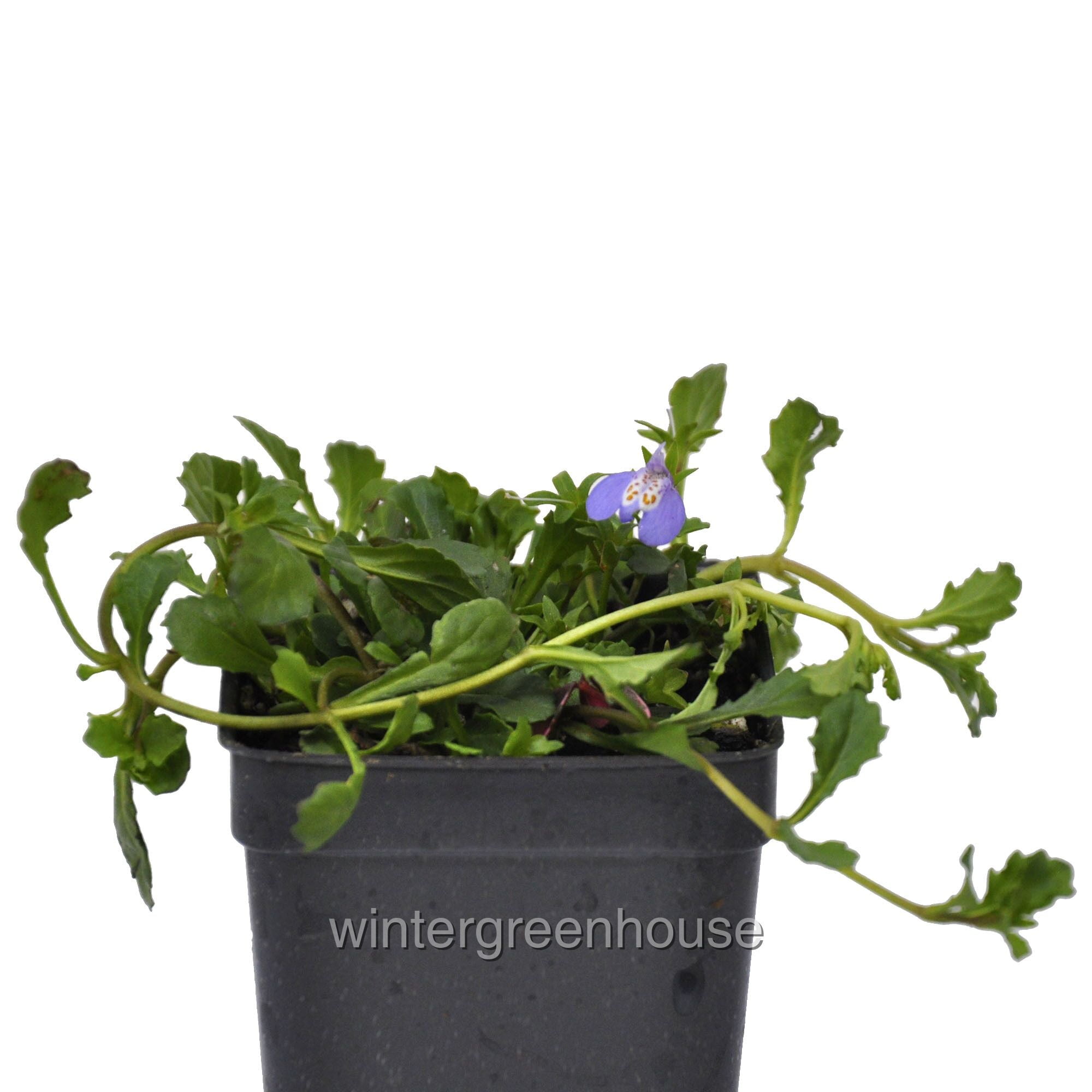 Mazus Reptans, Purple, Creeping Mazus, Ground Cover Pot Size 3" (2