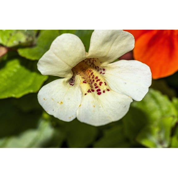 100 Twinkle WHITE MONKEY FLOWER Mimulus Seeds