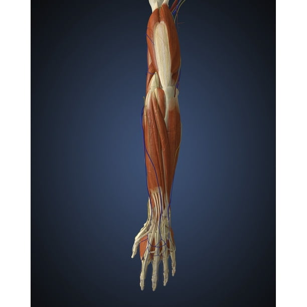 Human Arm With Bone Muscles And Nerves Poster Print Item Varpststk701086h Walmart Com Walmart Com