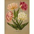 thumbnail image 3 of Arentine H. Arendsen 11x14 Black Modern Framed Museum Art Print Titled - Double Tulips 1.Murillo 2.Couronne Roses 3. the Candor (1872-1881), 3 of 5