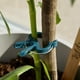 thumbnail image 5 of Clips para fijar las plantas:50 clips para plantas verdes tamaño M - Ayuda a las plantas trepadoras en estacas en espiral o estacas de bambú - Clips para jardinería y huerto, 5 of 5