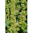 thumbnail image 5 of Seedville 200 Green Thumb Amaranthus Flower Seeds, 5 of 5