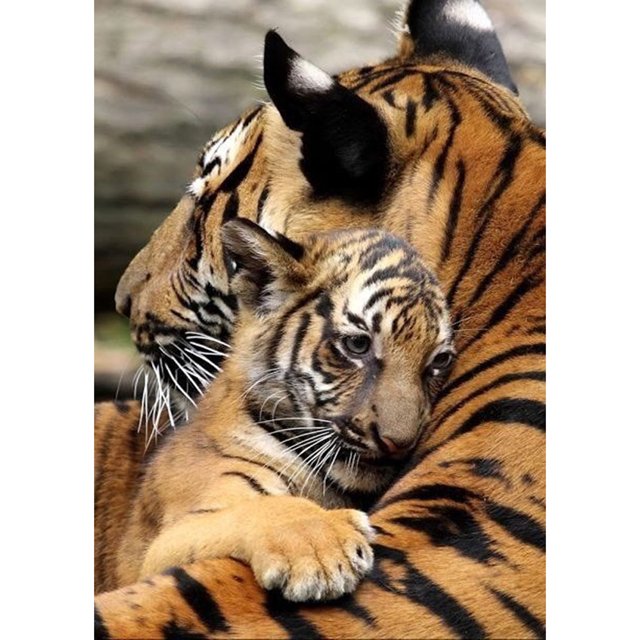Taladro Pintura Diamante (DE3332) 5D DIY Animal Completo Tigre Punto de Cruz Kits (K515) 40x50cm FLhrweasw Nuevo