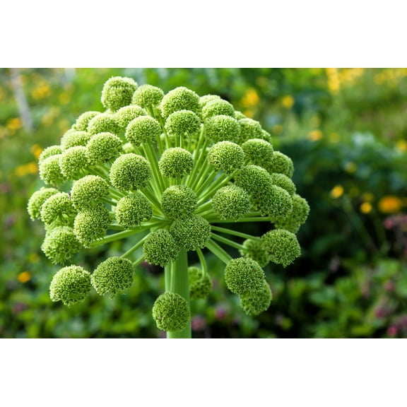 30 ANGELICA Archangelica Officinalis Edible Archangel / Holy Ghost Herb Seeds