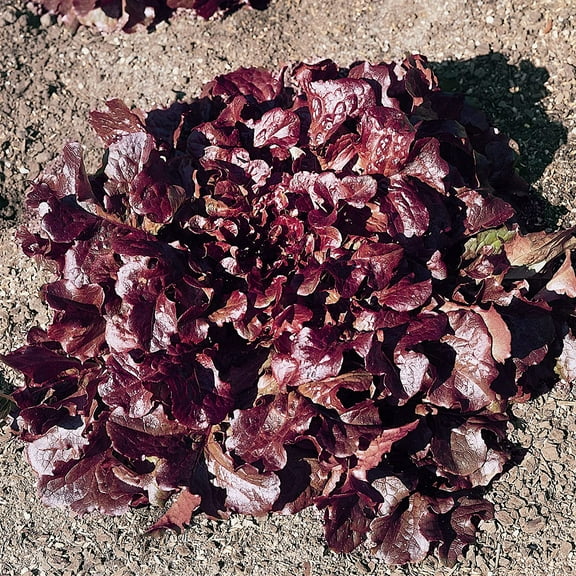 Oakleaf - Red Leaf Lettuce Seeds - 1 g Packet ~850 Seeds - Non-GMO, Heirloom - Vegetable Garden - Lactuca Sativa