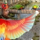 thumbnail image 3 of Disfraz de pájaro, alas de loro para niños con máscara de pájaro, alas de disfraz de águila para niñas, niños, juegos de rol de Halloween, favores de fiesta, 3 of 3