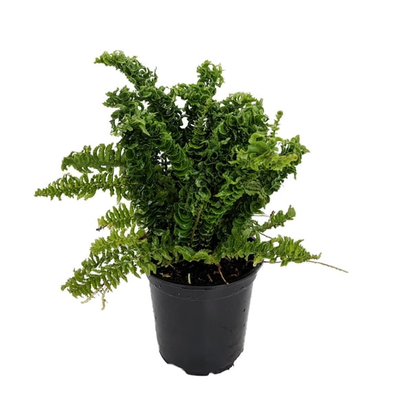 Squiggles Boston Fern - Nephrolensis exalta 'Emina' - 4" Pot