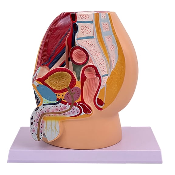 Male Pelvis Cavity Model Male Reproductive Organs Anatomy Model for Obstetric Training and Clinical Demonstration