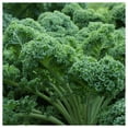 thumbnail image 2 of Everwilde Farms - 1 lb Dwarf Blue Curled Scotch Kale Seeds - Gold Vault Bulk Seed Packet, 2 of 3