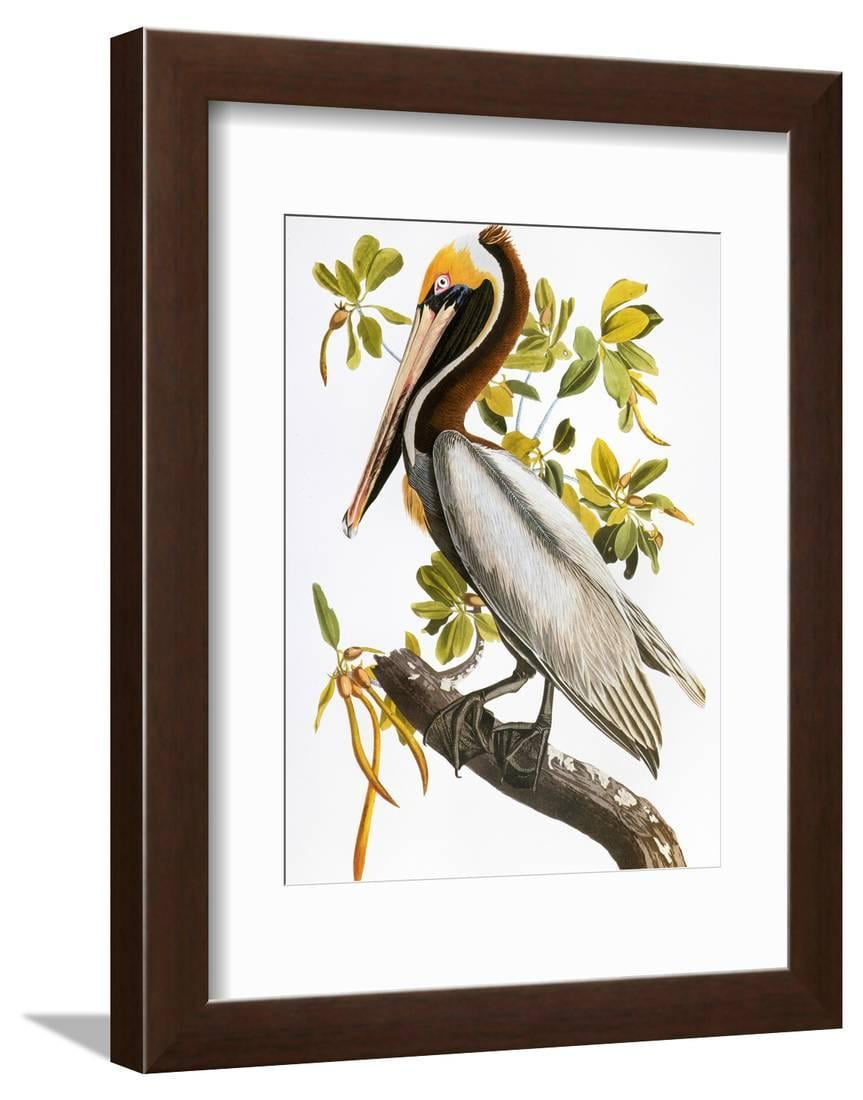 Audubon: Pelican Framed Print Wall Art By John James Audubon - Walmart.com