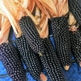 thumbnail image 6 of TomorrowSeeds - Dakota Black Popcorn (Ornamental Corn) Seeds - 150+ Count - For 2025 Planting, 6 of 9