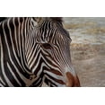 thumbnail image 2 of Galloimages Online 14x11 Black Ornate Wood Framed with Double Matting Museum Art Print Titled - Zebra, 2 of 4