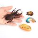 thumbnail image 5 of Bewildely 1 Juego de modelo de gusano de pala, Material plástico Premium, figuritas de insectos significativas, modelos de crecimiento educativo temprano Juguetes Educativos Iongicornio NO1 Bewildely FN010083-00, 5 of 6