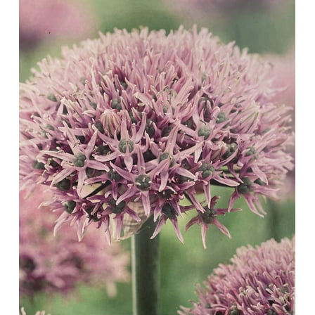 New York Flowering Ornamental Onion Allium 8 Bulbs - 10/12 cm - New