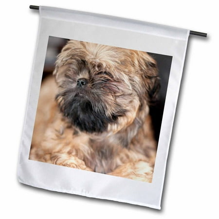 3dRose A close up with a large aperture of a Shih Tzu dog in brindle - Garden Flag, 12 by 18-inch