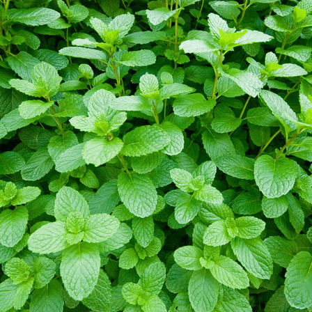 Pack 3 Peppermint Live Fragrant and Edible Herb, Fresh Culinary Herbs Full Rooted for Gardening