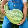 thumbnail image 6 of TomorrowSeeds - Green Striped Cushaw Seeds - 120+ Count - For 2026 Planting USA Garden Vegetable, 6 of 11