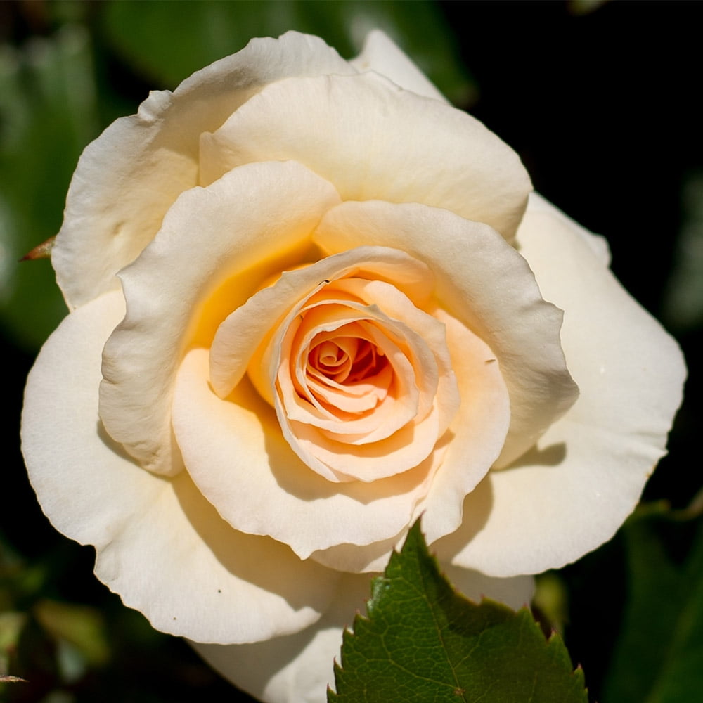 Heirloom Roses English Rose Plant The By Appointment™ Rose Bush