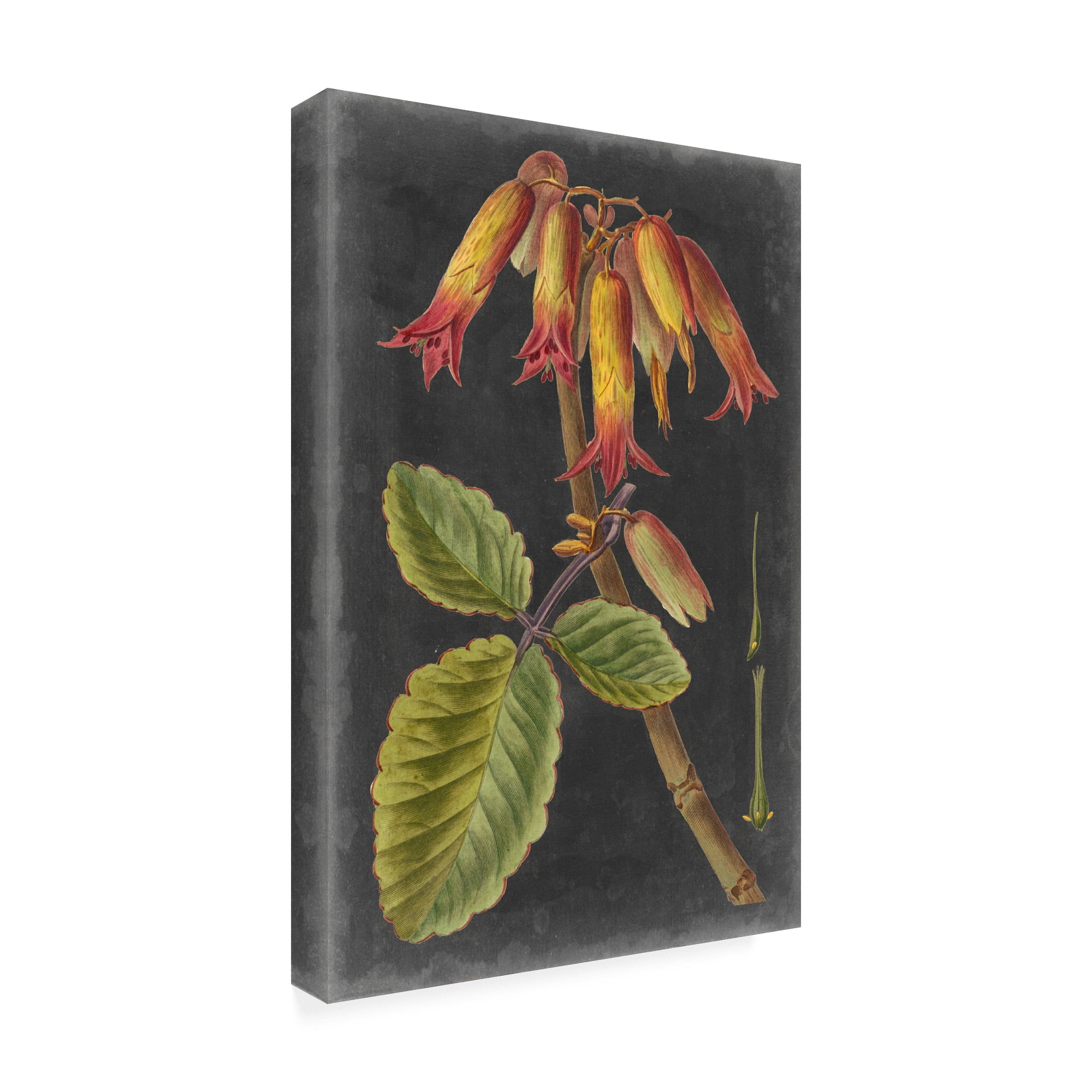 Trademark Fine Art 'Dramatic Tropical III' Canvas Art by Vision Studio