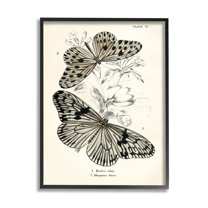 Stupell Industries Butterfly & Herb Studies Animals & Insects Painting Black Framed Art Print Wall Art, 24 x 30