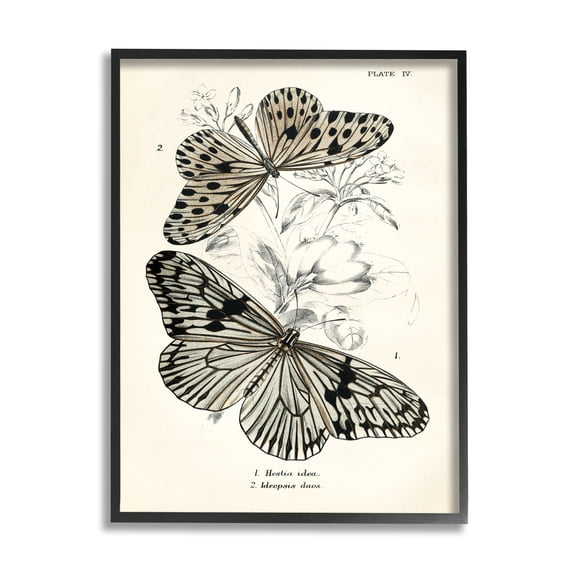 Stupell Industries Butterfly & Herb Studies Animals & Insects Painting Black Framed Art Print Wall Art, 24 x 30