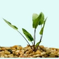 thumbnail image 2 of Cryptocoryne Wendtii Green Bare Root Small Live Aquarium Plants BUY2 GET1 FREE, 2 of 12