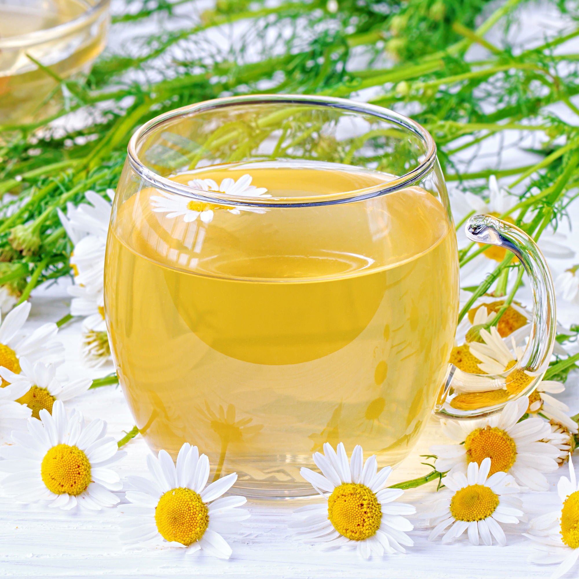 Bonnie Plants Chamomile 19.3 oz. 2-Pack
