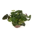 thumbnail image 4 of Shamrock Oxalis Triangularis Good Luck Houseplant, 4" Pot, 4 of 5