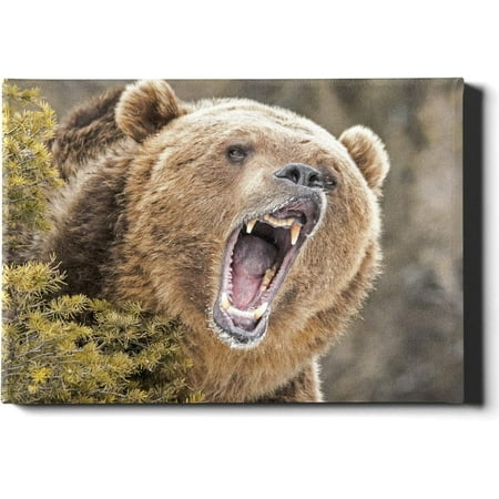 for Wall Painting Roaring Grizzly Bear Behind Bush Painting for Wall Decor  12 X 16 Inch(30x40cm) Canvas Prints Art Wall Artworks Pictures Hanging in  The Living Or Bedroom Home